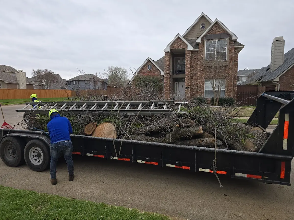 Expert Tree Pest Control with proper safety equipment in Birch River